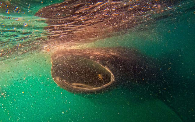 Whale Shark & Sea Lion Snorkeling Picnic at Espiritu Santo Island photo 9
