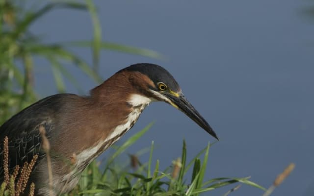 Aves de Vallarta: experiencia de naturaleza guiada por un biólogo photo 6