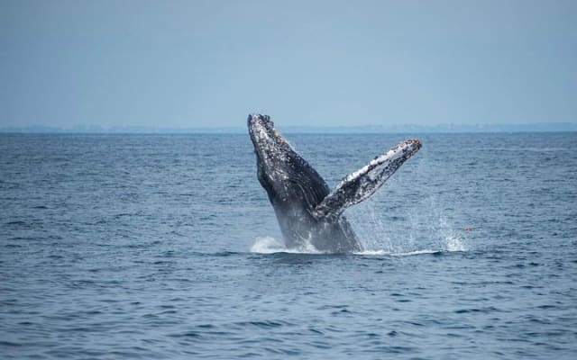 Excursion d'observation des baleines avec biologiste marin à Puerto Vallarta photo 3