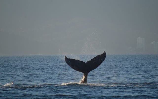 Excursion d'observation des baleines avec biologiste marin à Puerto Vallarta photo 4