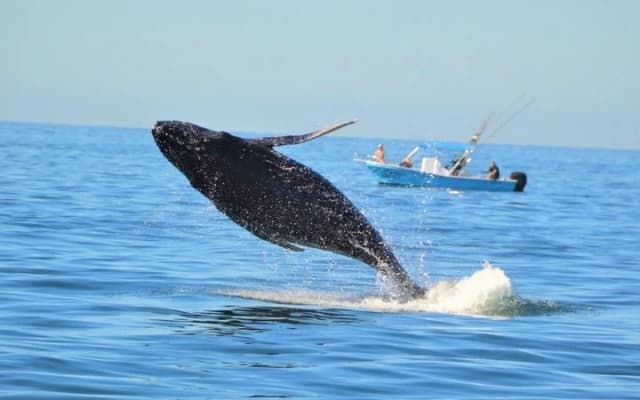 Excursion d'observation des baleines avec biologiste marin à Puerto Vallarta photo 6