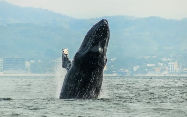 Excursion d'observation des baleines avec biologiste marin à Puerto Vallarta photo 7