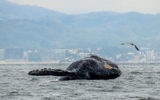 Excursion d'observation des baleines avec biologiste marin à Puerto Vallarta photo 9