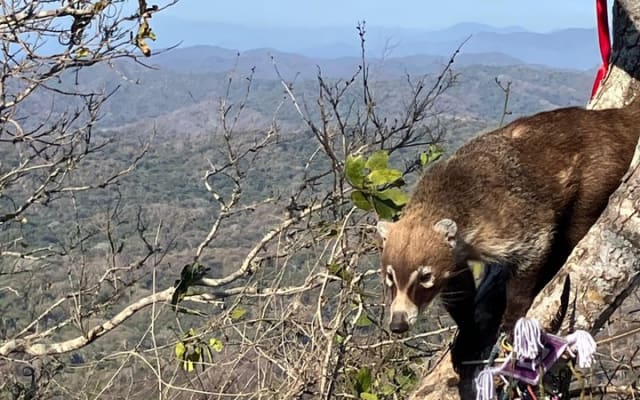 Hike to Monkey Mountain (Transport + Fresh coconut + Food) photo 10