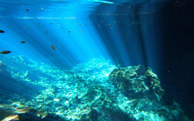 The Cenote Snorkeling Experience in Tulum photo 2