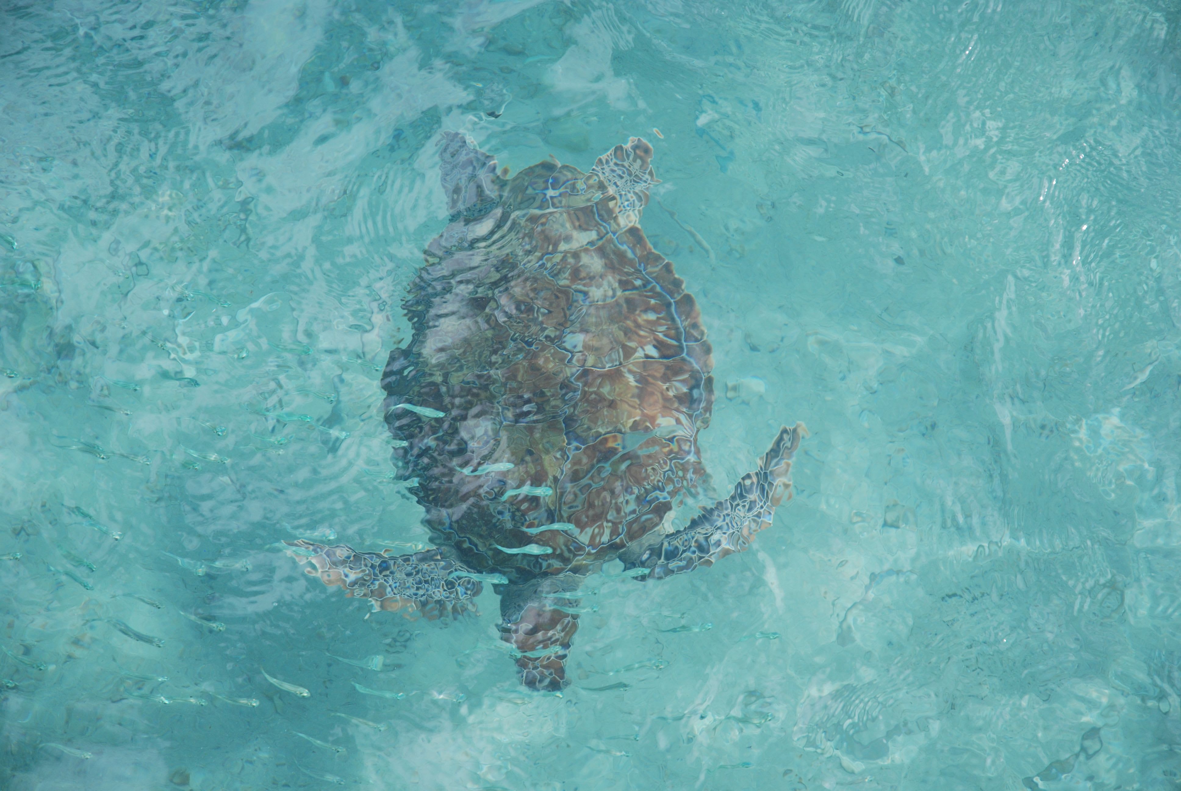 A sea turtle swimming in the turquoise Caribbean waters of Akumal Bay near Tulum, Riviera Maya