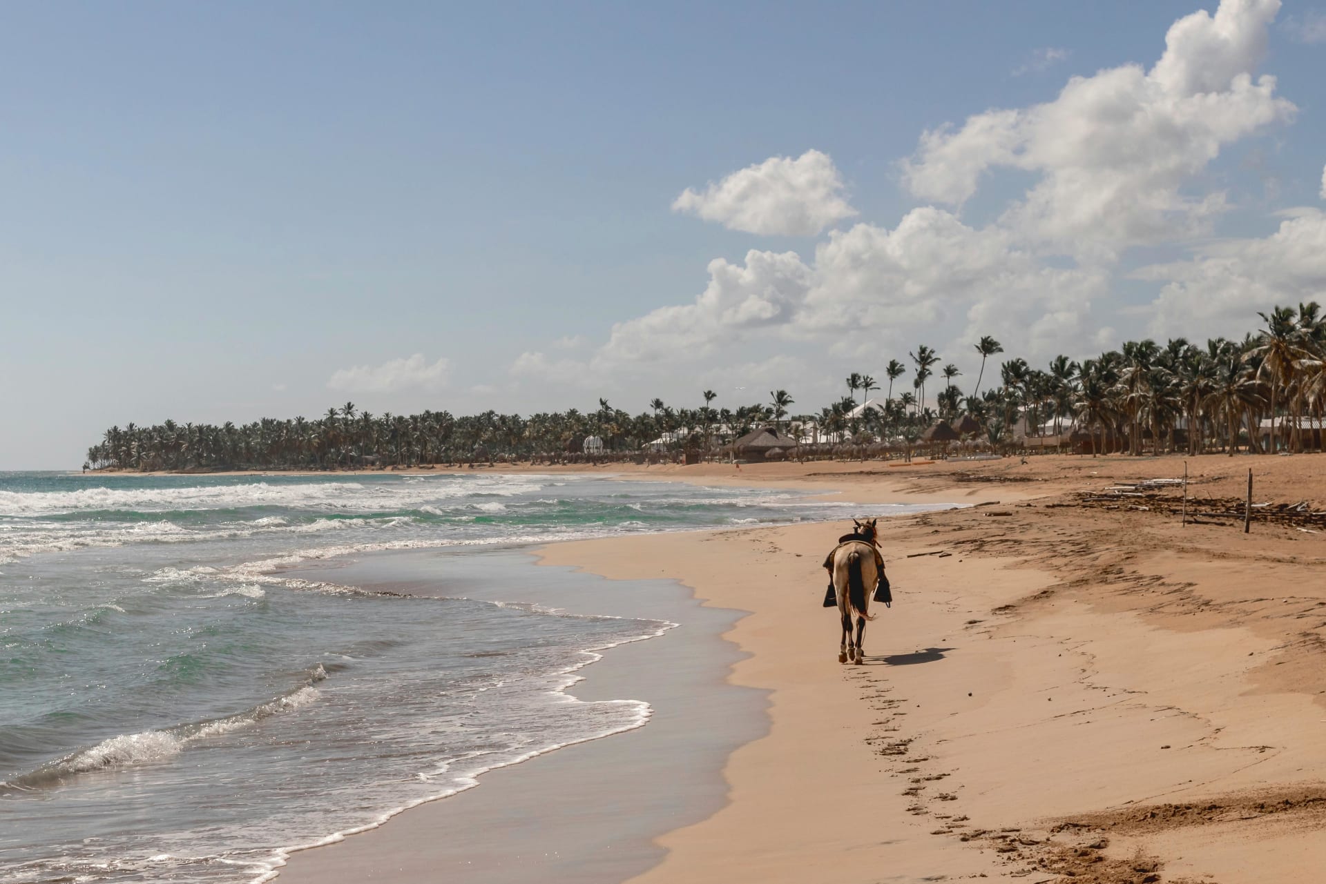 Horseback rider on a sunlit tropical beach with palm trees