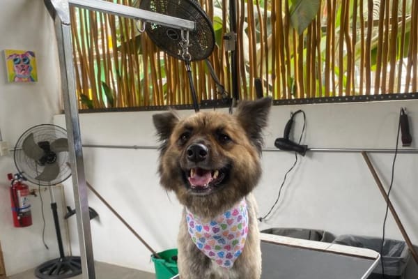 Pawpy Love Spa