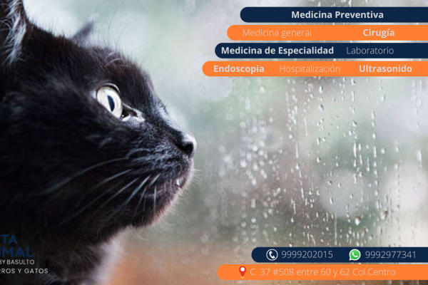 VETERINARY CLINIC ANIMAL PLANET