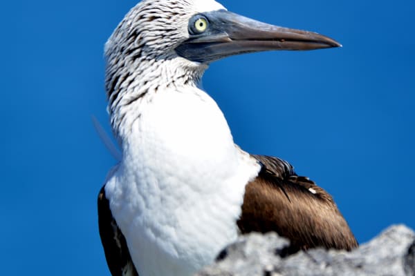 Sayulita Bird Watching