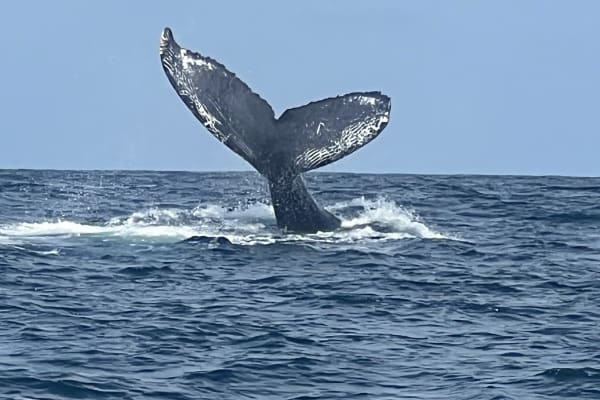 Whale Watching Sayulita - La Orca de Sayulita