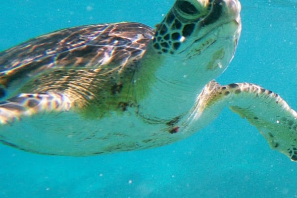 Tulum Snorkeling Tours