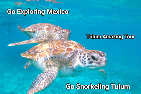 GO Snorkeling Tulum