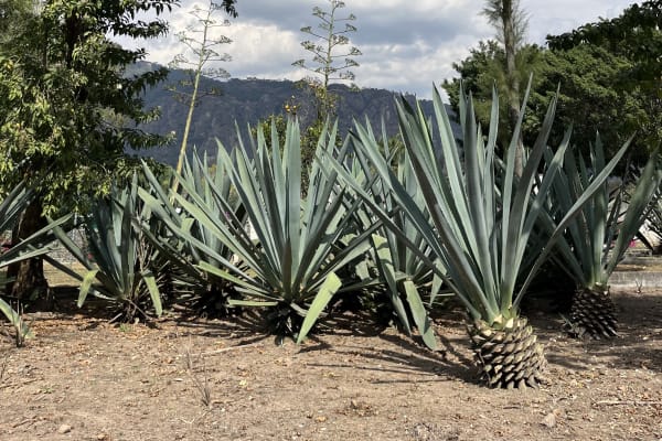 Fabrica Mezcal El Diablito