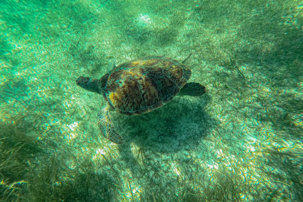Manzano: akumal snorkeling tours