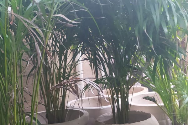 Vivero La Selva