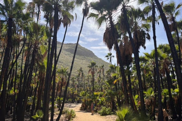Playa Las Palmas