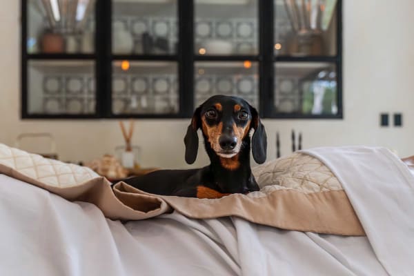 Jungle Luxe Tulum
