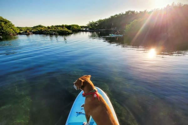Surf & Stand Up Paddle Akumal (Akumal Sup Club)