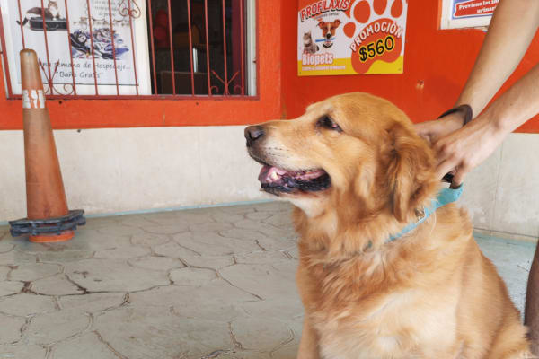 Clínica Veterinaria BioPets