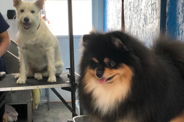 Pet's Clinic.