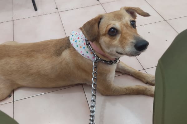 SERVICIOS MEDICOS VETERINARIOS
