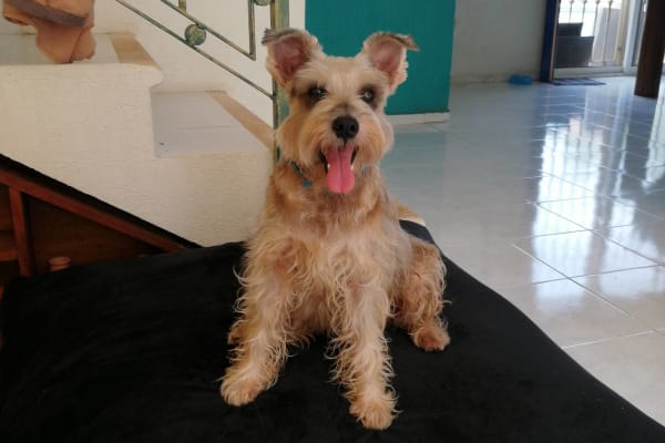 Pets & Vets Central veterinaria (Mundo animal)