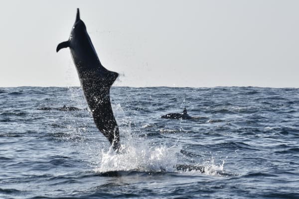 Pacifico Magico Tours