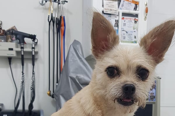 Clínica Veterinaria Tulum
