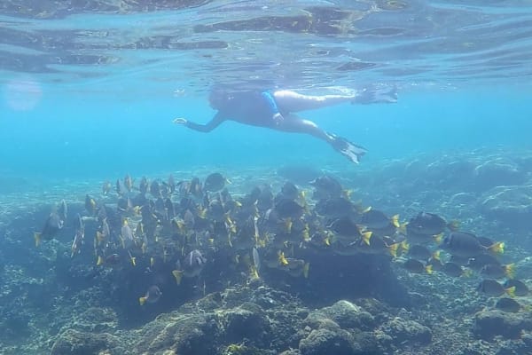 Zona de snorkel