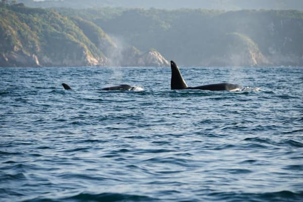 Wicho Surf & Mauri Tours