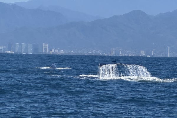 Vallarta Natours