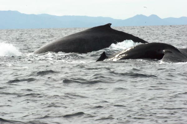 PUNTA MITA EXPEDITIONS