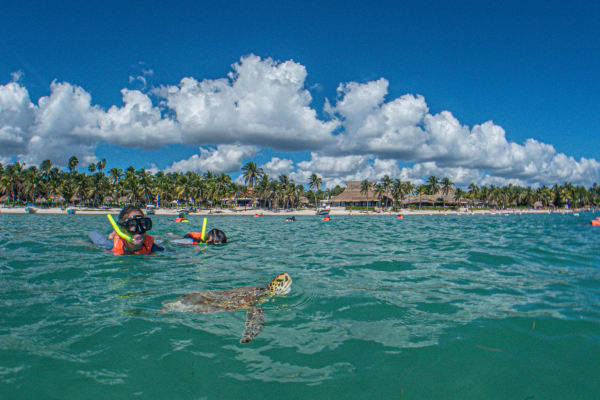 Blue Turtle Akumal