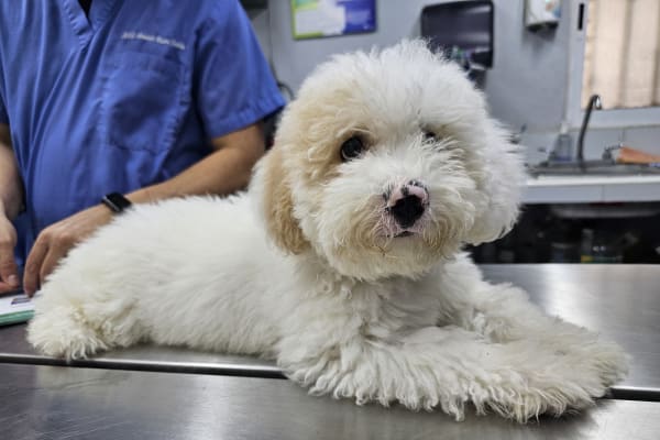 Mi Mascota Favorita Veterinaria