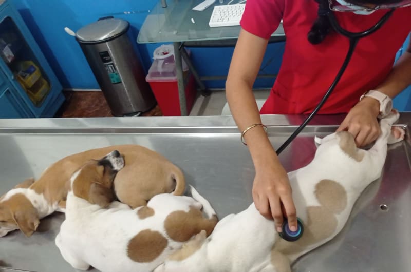 Clínica Veterinaria Playa pet Tulum — photo 1