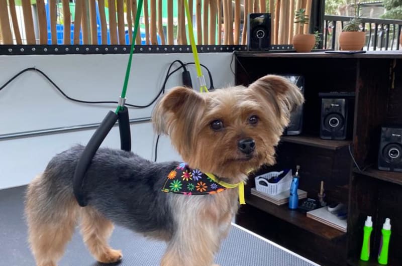 Pawpy Love Spa — photo 3