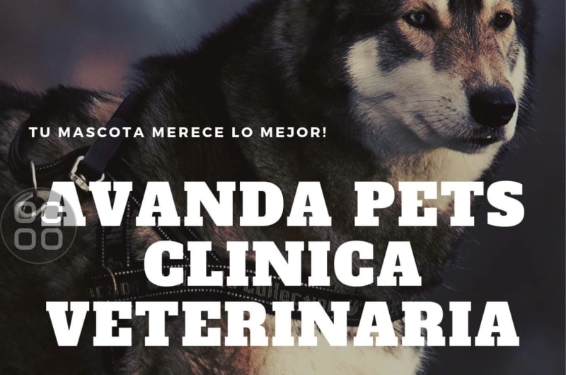 Avanda Pets — photo 1