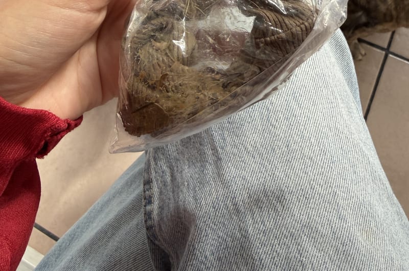 Avanda Pets — photo 3