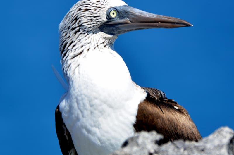 Sayulita Bird Watching — photo 1