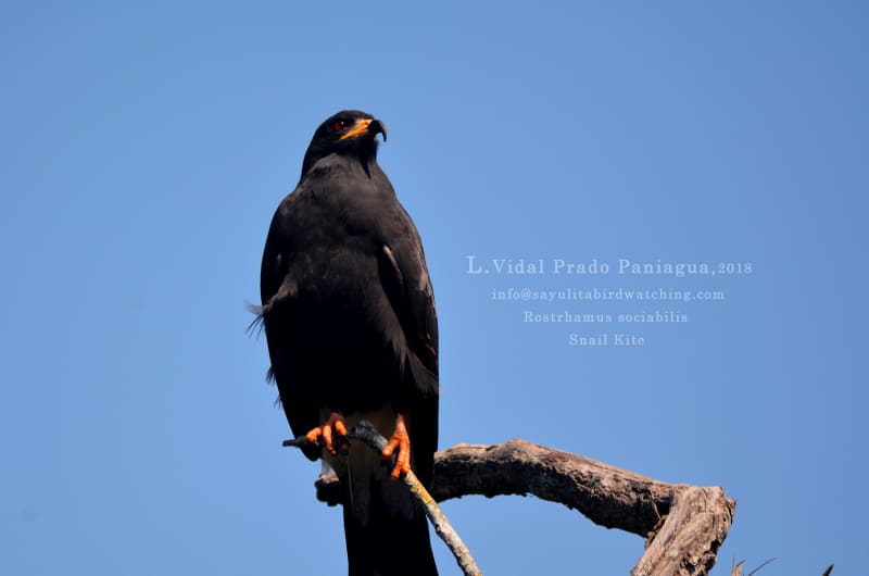 Sayulita Bird Watching — photo 2