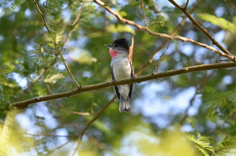 Sayulita Bird Watching — photo 3