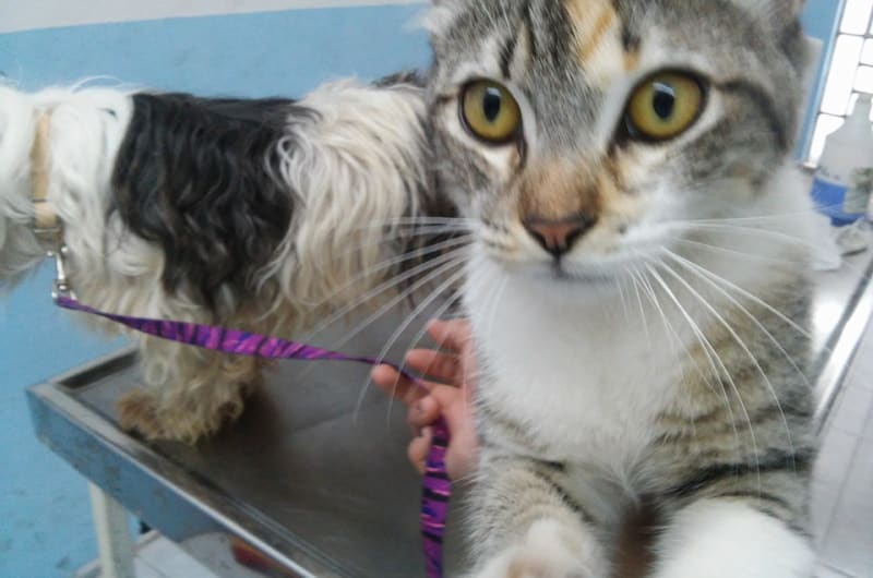 CLÍNICA VETERINARIA LOEZA — photo 3