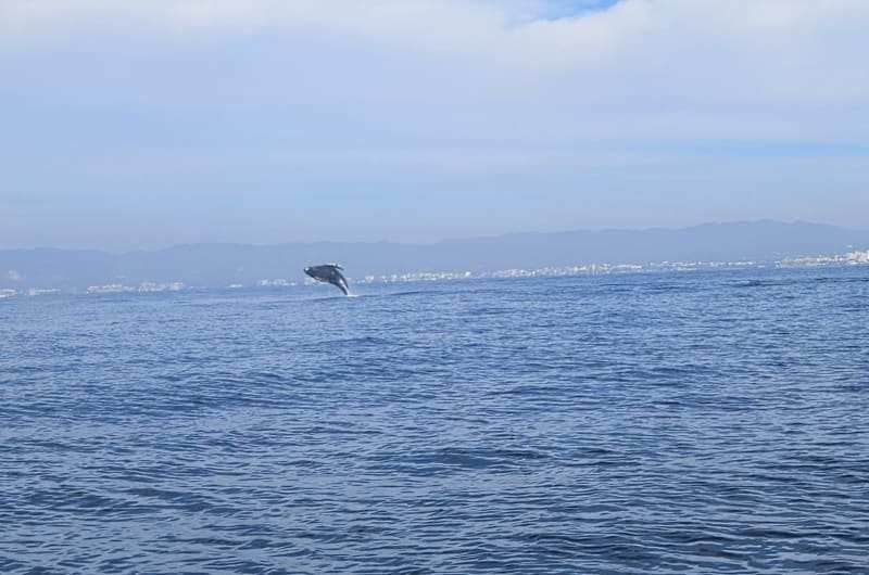 Ocean Friendly Tours — photo 3