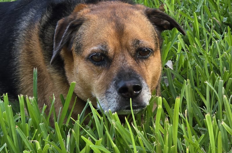 Happy Pal Tulum- Dieta BARF Para Perros. Comida Cruda Natural — photo 2