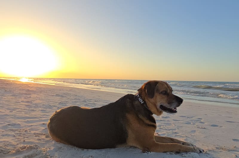 Happy Pal Tulum- Dieta BARF Para Perros. Comida Cruda Natural — photo 3