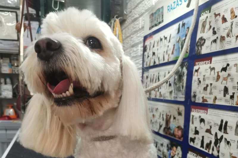 Clínica Veterinaria Patita de Perro — photo 1
