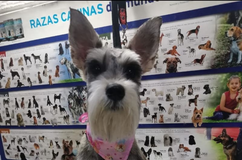 Clínica Veterinaria Patita de Perro — photo 2
