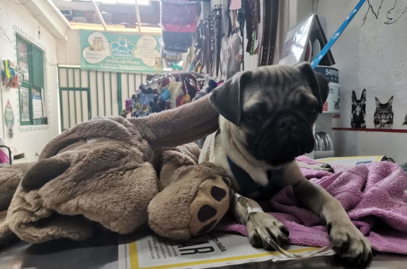 Clínica Veterinaria Patita de Perro — photo 3
