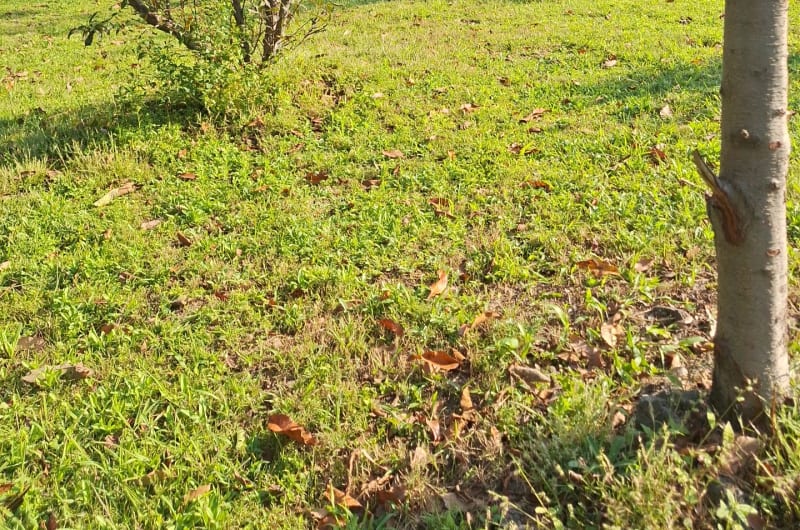 Temazcal Ocotitlan — photo 1
